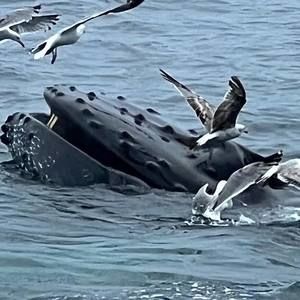 Meet your Posher, Ignacio